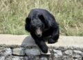 Two siblings injured in bear attack in J&K’s Anantnag