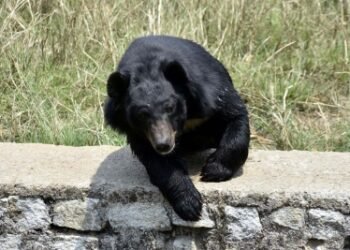 Two siblings injured in bear attack in J&K’s Anantnag