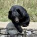 Two siblings injured in bear attack in J&K’s Anantnag