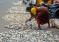 How PM-MKSSY is insuring India’s Blue Economy