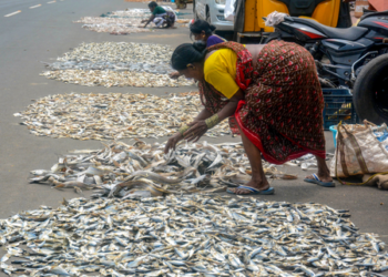 How PM-MKSSY is insuring India’s Blue Economy