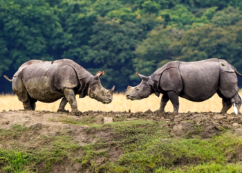 Assam hosts 80 pc of world’s rhinos, zero poaching: Himanta Sarma