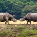 Assam hosts 80 pc of world’s rhinos, zero poaching: Himanta Sarma