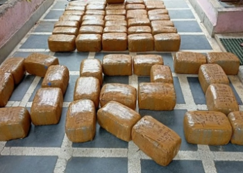 DRI seizes about 740 kg of cannabis in eight operations; 13 held