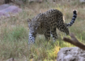 16 sheep killed, 17 injured in leopard attack in J&K’s Budgam