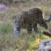 16 sheep killed, 17 injured in leopard attack in J&K’s Budgam