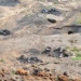 Illegal coal mine collapses in Jharkhand’s Dhanbad; 3 killed, says labour union leader
