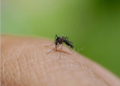 Bangladesh dengue outbreak worsens as 52 die in just 13 days