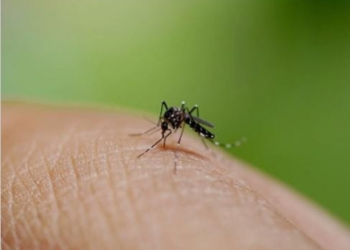 Bangladesh dengue outbreak worsens as 52 die in just 13 days