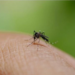 Bangladesh dengue outbreak worsens as 52 die in just 13 days