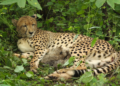 India-born cheetah gives birth to four cubs at MP’s Kuno, population rises to 56