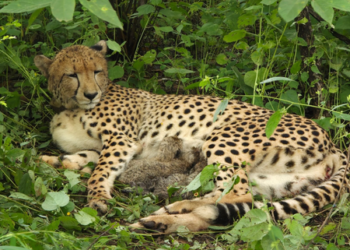 India-born cheetah gives birth to four cubs at MP’s Kuno, population rises to 56