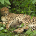 India-born cheetah gives birth to four cubs at MP’s Kuno, population rises to 56