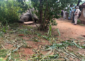 Wild elephant electrocuted in MP’s Mauganj, exposed power line sparks safety concerns