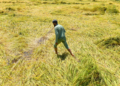Sharad Pawar to tour Maharashtra’s drought-affected regions from Sep 28