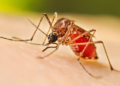 Chennai hospitals struggle with surge in flu, respiratory infections and dengue