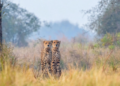 Cheetah Gaurav’s death closes chapter of Kuno’s first Namibian coalition, but his bloodline lives on