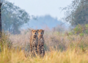 Cheetah Gaurav’s death closes chapter of Kuno’s first Namibian coalition, but his bloodline lives on