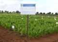 Natural farming doubles turmeric output in Gujarat trial, finds study