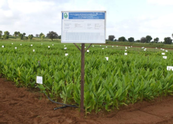 Natural farming doubles turmeric output in Gujarat trial, finds study