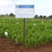 Natural farming doubles turmeric output in Gujarat trial, finds study