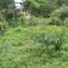 Amla, Moringa drive rural empowerment, nutrition push: PM Modi in ‘Mann Ki Baat’