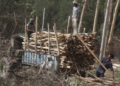 Muttil tree felling probe widened as Kerala Forest Minister orders scrutiny of conspiracy; officer Jayathilak’s role