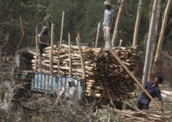 Muttil tree felling probe widened as Kerala Forest Minister orders scrutiny of conspiracy; officer Jayathilak’s role