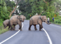 Bengaluru: Elderly man killed in elephant attack; forest department launches search