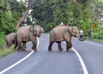 Bengaluru: Elderly man killed in elephant attack; forest department launches search