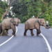 Bengaluru: Elderly man killed in elephant attack; forest department launches search
