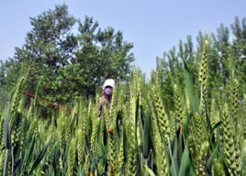 Rabi sowing in rainfed areas may pose challenge due to El Nino: Top official