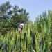 Rabi sowing in rainfed areas may pose challenge due to El Nino: Top official