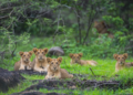 Gujarat govt rejigs Porbandar forest division as Asiatic lions return to Barda