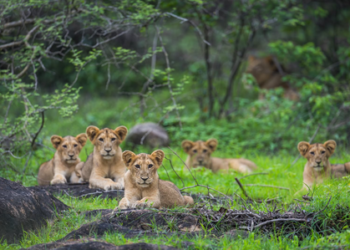 Gujarat govt rejigs Porbandar forest division as Asiatic lions return to Barda
