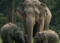 Gaurav Gogoi seeks records on transfer of 5 Assam elephants to TN