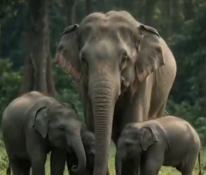 Gaurav Gogoi seeks records on transfer of 5 Assam elephants to TN