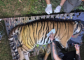 Three-year-old Bihar tigress airlifted to Bengal, release in Buxa on Oct 2