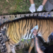 Three-year-old Bihar tigress airlifted to Bengal, release in Buxa on Oct 2