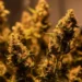 63 Kg ganja seized in BSF-Police joint operation along Tripura border