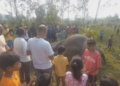 Jharkhand: Elephant found dead in field; tusks missing, poaching angle suspected
