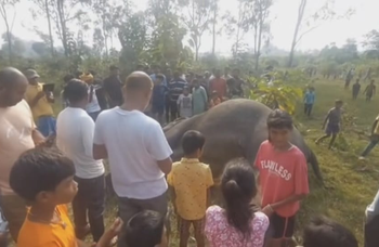 Jharkhand: Elephant found dead in field; tusks missing, poaching angle suspected