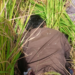 BSF thwarts infiltration bid at Punjab border, shoots two Pakistani intruders dead (Lead)