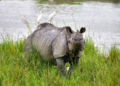 Kaziranga records 4.58 lakh tourists in 2025-26; footfall rises 8.5 pc