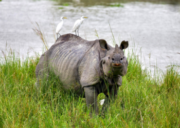 Kaziranga records 4.58 lakh tourists in 2025-26; footfall rises 8.5 pc