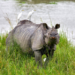 Kaziranga records 4.58 lakh tourists in 2025-26; footfall rises 8.5 pc