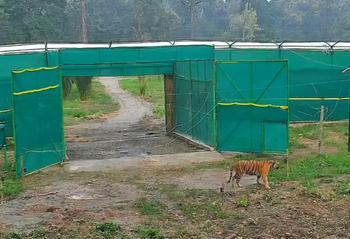 Bengal’s big cat revival: Tigress T138 walks into Buxa wild, begins new chapter