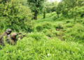 Army detects and destroys landmine along LoC in J&K’s Poonch