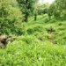 Army detects and destroys landmine along LoC in J&K’s Poonch