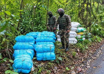 Assam Rifles, Customs seize 501 kg of ganja worth Rs 2.50 crore in Tripura